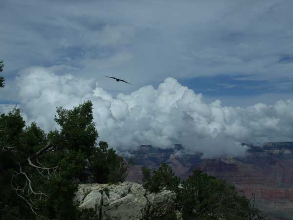 A Condor in flight above the Grand Canyon.